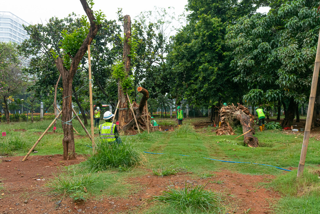 pohon di Taman Monas